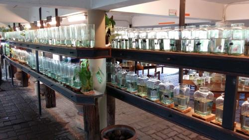 พิพิธภัณฑ์ปลากัดไทย (Siamese Fighting Fish Gallery)